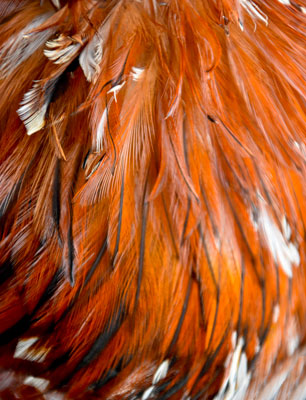 plumage-volaille-exception